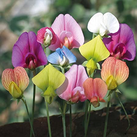 Royal Mix Sweet Pea Seeds for Planting - Stunning Color and Very Fragrant - Ornamental Annual Flower for Garden or Container (50 Seeds)