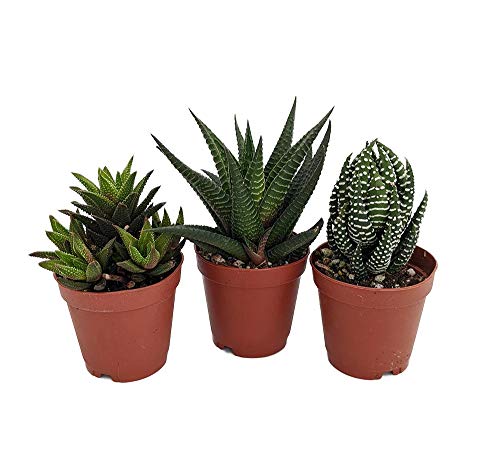 Super Sale - Haworthia Collection 3 Plants - Easy to Grow/Hard to Kill - 2" Pot