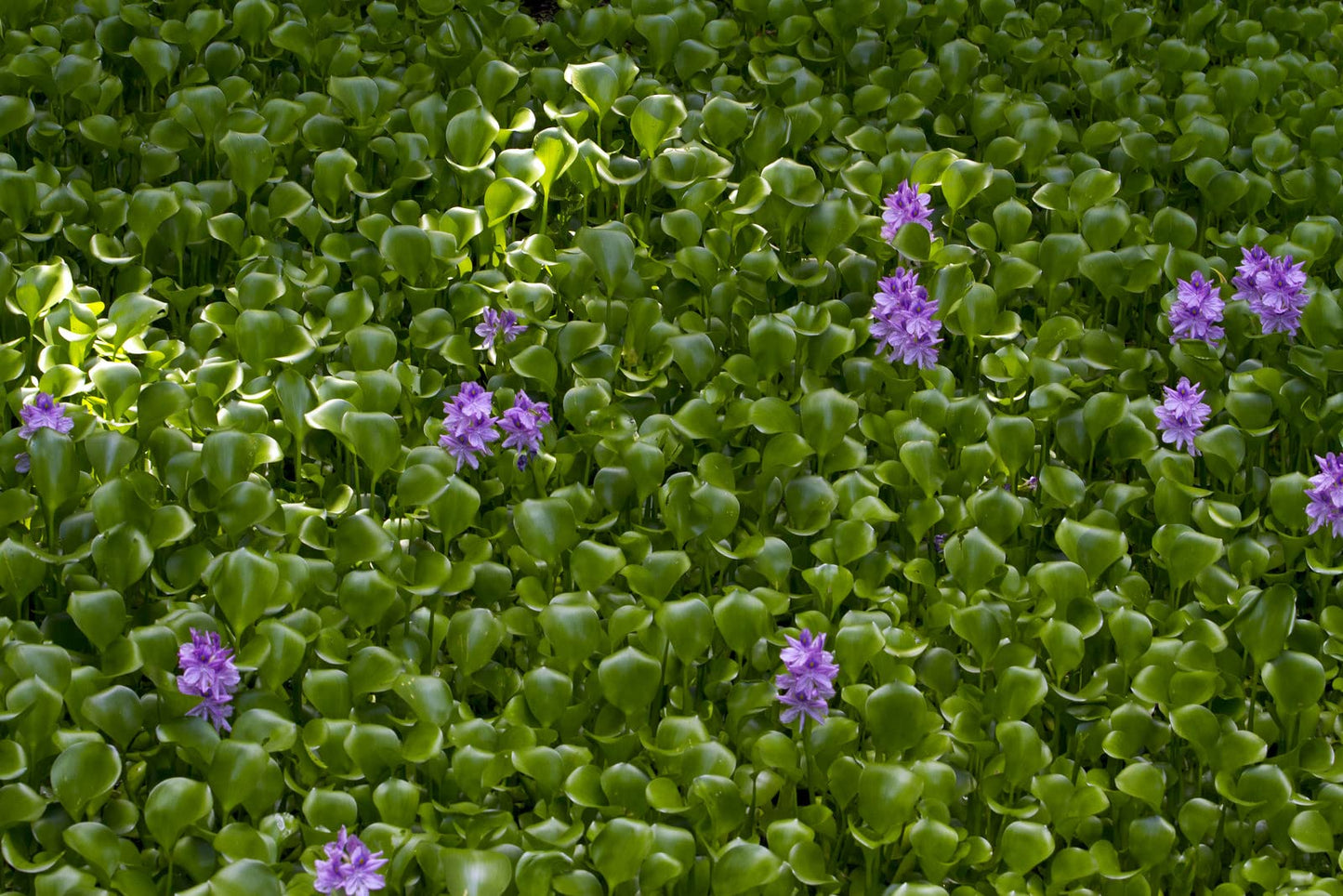 Three (3) Premium Water Hyacinth Floating Aquatic Live Tropical Plants
