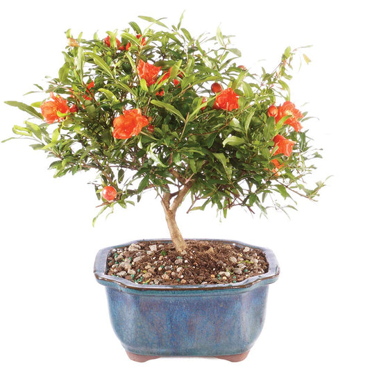 Brussel's Bonsai Live Pomegranate Outdoor Bonsai Tree-3 Years Old 6" to 10" Tall with Decorative Container, Medium