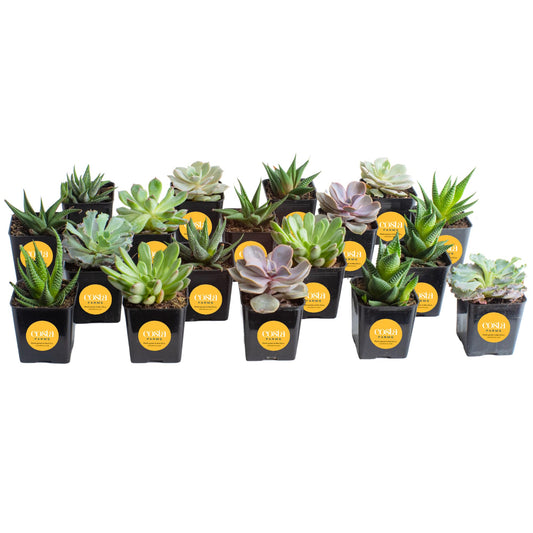 Costa Farms Succulents, Live Succulent Plants (18-Pack) Assorted Grower's Choice Live House Plants, Nursery Planter Pots, Potting Soil Mix, Bulk Gift for Baby Shower, Bridal Shower, DIY, Party Favors