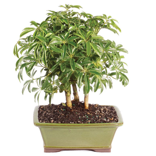 Brussel's Bonsai Live Hawaiian Umbrella Indoor Bonsai Tree - 3 Years Old; 7" to 10" Tall with Decorative Container