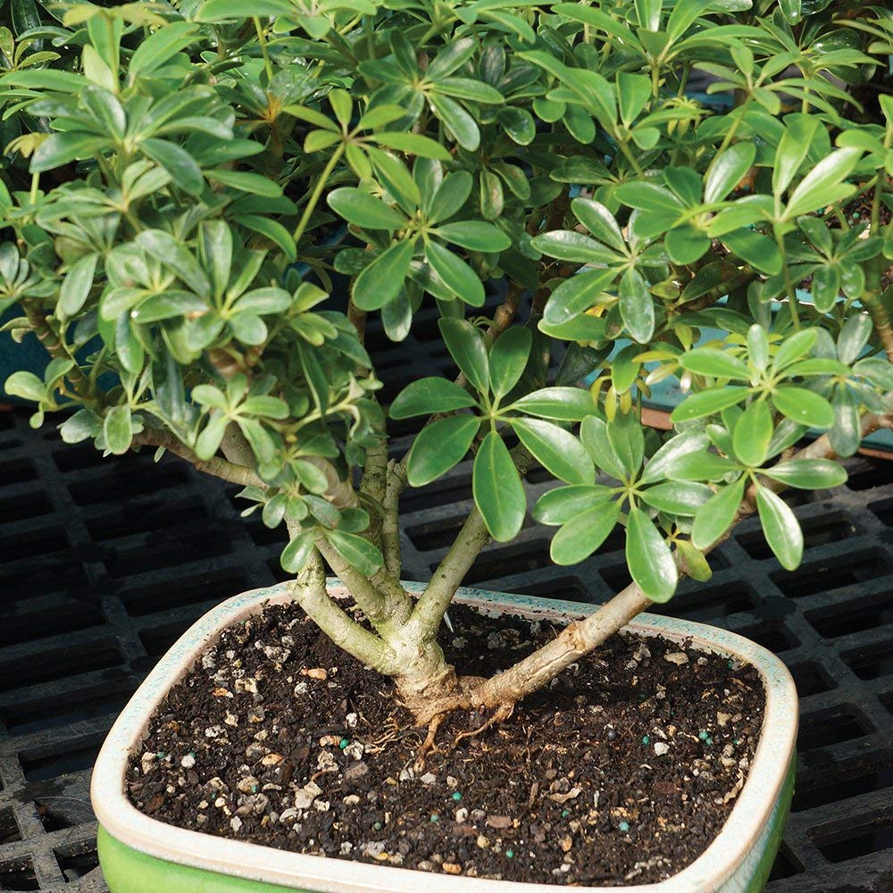 Brussel's Bonsai Live Hawaiian Umbrella Indoor Bonsai Tree - 3 Years Old; 7" to 10" Tall with Decorative Container
