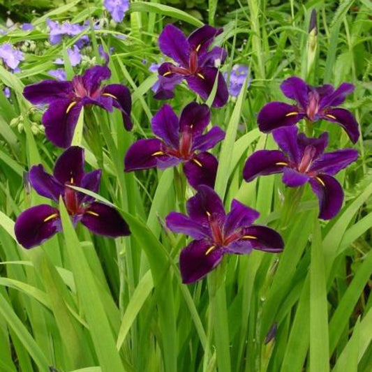 Iris 'Black Gamecock', a Great Live Pond Plant for Your Water Garden. Filters The koi and Goldfish Pond. Good for Bogs, Plant Shelf or Shallow Water This marginal Aquatic is a Real Beauty