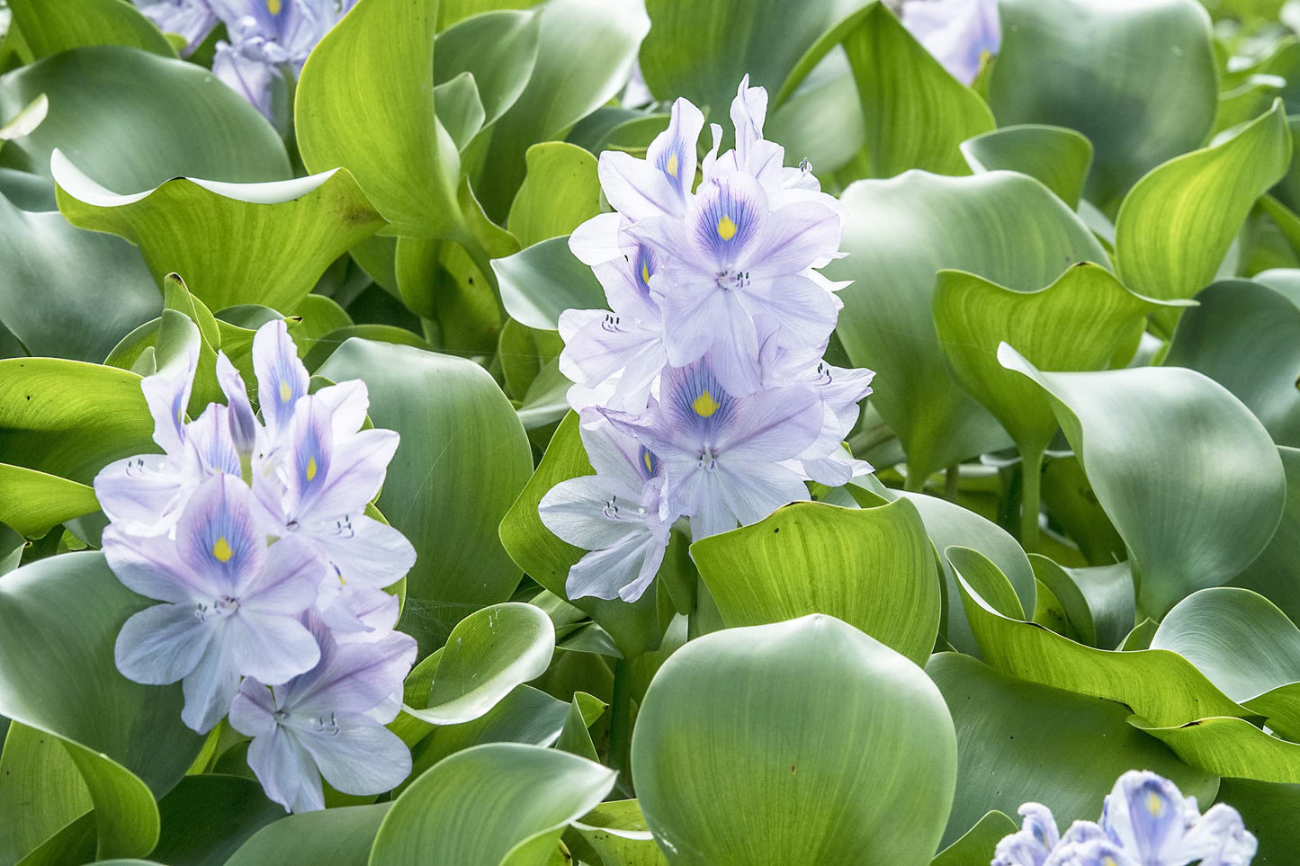 Three (3) Premium Water Hyacinth Floating Aquatic Live Tropical Plants