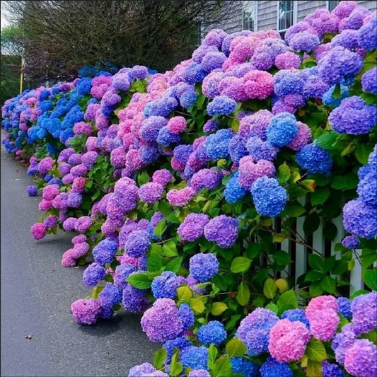 30pcs Blue Pink Purple Hydrangea Seeds - Stunning and Resilient Perennial Flowers for Your Garden