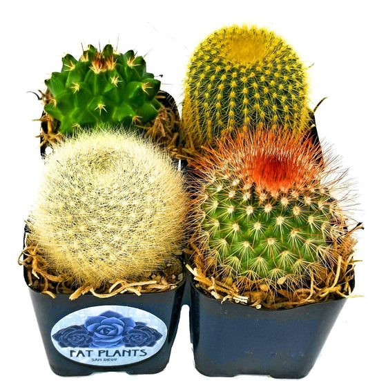 Fatplants Mini Cactus Plants Live Plants (4 Pack), Cactus Plant Indoor Live Plants, Cacti Plants Live Cactus Decor, Succulents Plants Live Houseplants, Mini Cactus Gifts in Cactus Soil Potting Mix