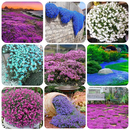 1000+ Mix Creeping Thyme Seeds for Planting, Thymus Serpyllum Heirloom, Ground Cover Plants Easy to Plant and Grow, Purple Red Green Blue Purple White Flowers