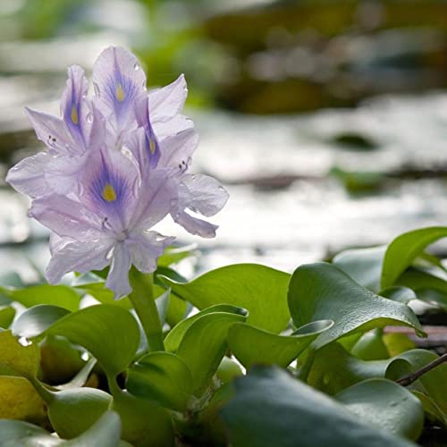 Bundle of 3 Water Hyacinth Floating Pond Plants Live Aquatic Plant Great for Koi Ponds Flowering and Fast Growing Hyacinths Cannot Ship to Some States (3)
