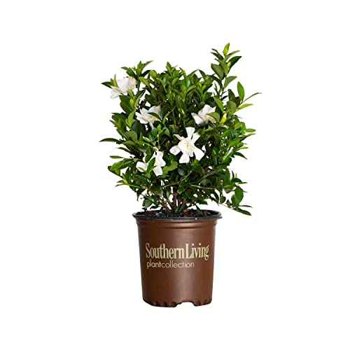 Southern Living Plant Collection Jubilation Gardenia, 2.5 Quart, White Fragrant Blooms and Glossy Green Foliage