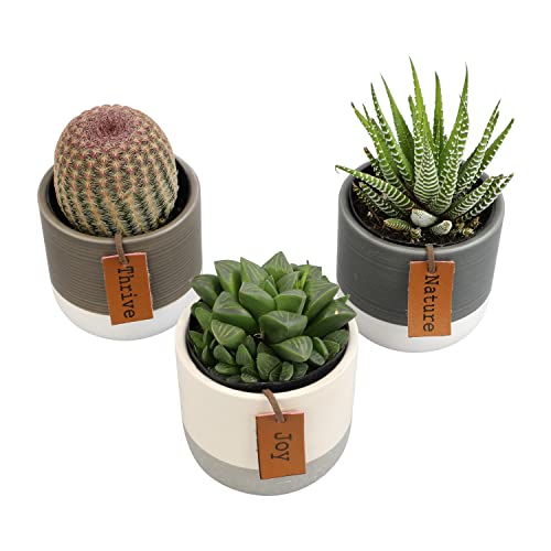 Succulents Plants Live in Plant Pot Set (3 Pack), Succulent Cactus Plants Live Plants, Indoor Plants Live Gardening Gifts for Plant Lovers, Live Succulents Plants Live Houseplants by Plants for Pets