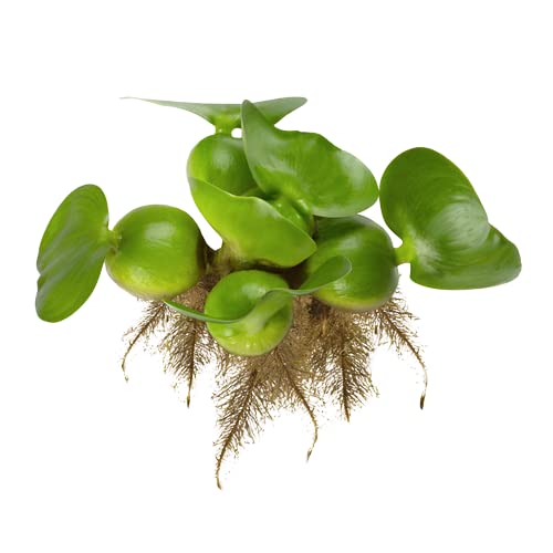 Bundle of 3 Water Hyacinth Floating Pond Plants Live Aquatic Plant Great for Koi Ponds Flowering and Fast Growing Hyacinths Cannot Ship to Some States (3)