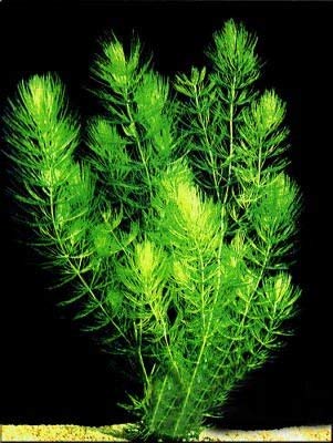 3 Hornwort Bunch Plants for Ponds or Aquariums