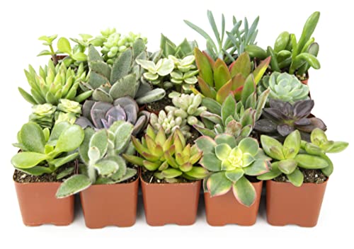 Altman Plants, Live Succulent Plants (20 Pack) Assorted Potted Succulents Plants Live House Plants in Cacti and Succulent Soil Mix, Cactus Plants Live Indoor Plants Live Houseplants in Planter Pots