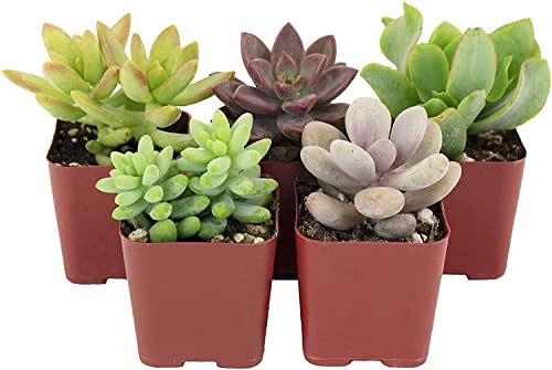 Shop Succulents Assorted Succulent Plant Pack Collection - Live Mini Succulent Plants, Low Maintenance, Mixture of Colors & Textures - Wedding and Party Favors, Gift & Garden, Pack of 5