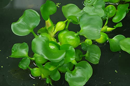 Water Hyacinths Floating Water Garden Plants 15 Live Plants