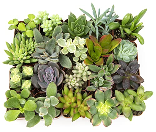 Altman Plants, Live Succulent Plants (20 Pack) Assorted Potted Succulents Plants Live House Plants in Cacti and Succulent Soil Mix, Cactus Plants Live Indoor Plants Live Houseplants in Planter Pots