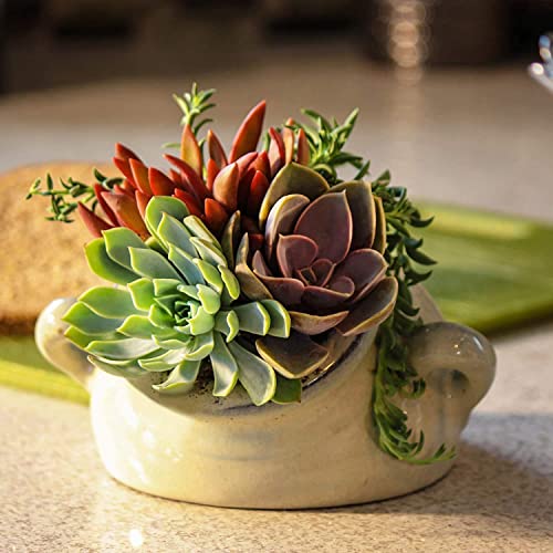 Altman Plants, Live Succulent Plants (20 Pack) Assorted Potted Succulents Plants Live House Plants in Cacti and Succulent Soil Mix, Cactus Plants Live Indoor Plants Live Houseplants in Planter Pots