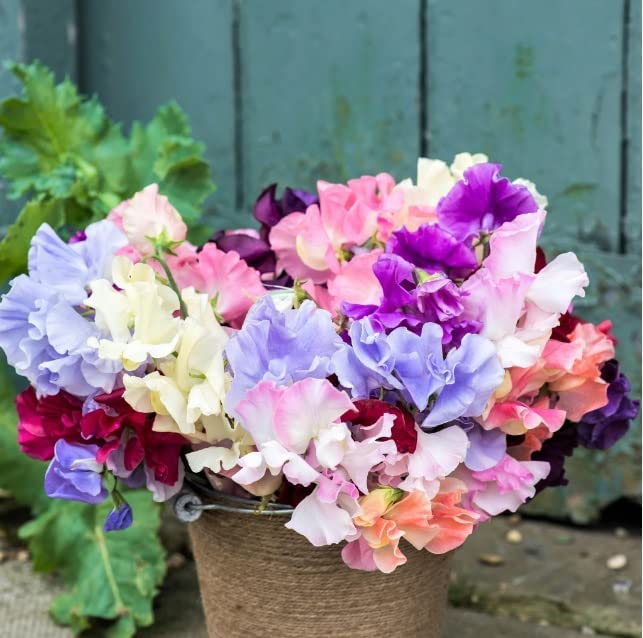 Royal Mix Sweet Pea Seeds for Planting - Stunning Color and Very Fragrant - Ornamental Annual Flower for Garden or Container (50 Seeds)