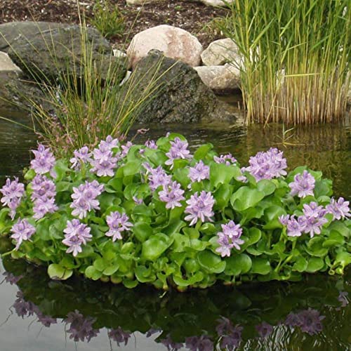 Bundle of 3 Water Hyacinth Floating Pond Plants Live Aquatic Plant Great for Koi Ponds Flowering and Fast Growing Hyacinths CANNOT SHIP to SOME STATES (3)