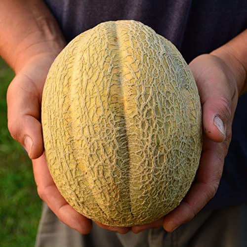 Pride of Wisconsin Muskmelon - 25 Seeds - Heirloom Cantaloupe Variety, Sweet Old-Fashioned Cantalope Flavor, Non-GMO Fruit & Vegetable Seeds for Planting Outdoors in The Garden, Thresh Seed Company