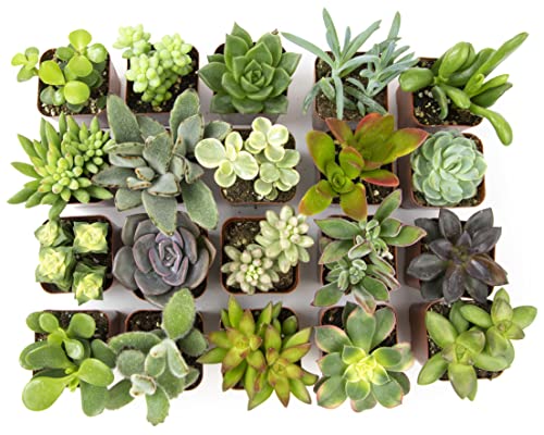 Altman Plants, Live Succulent Plants (20 Pack) Assorted Potted Succulents Plants Live House Plants in Cacti and Succulent Soil Mix, Cactus Plants Live Indoor Plants Live Houseplants in Planter Pots