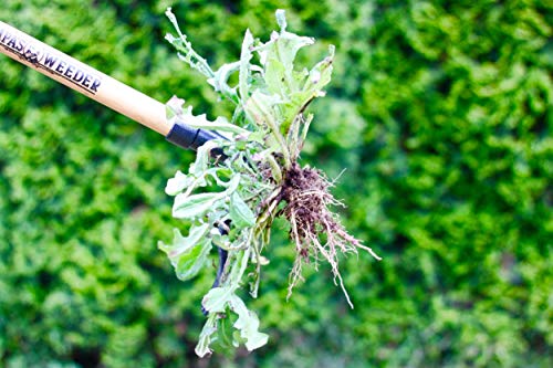 Grampa's Weeder - The Original Stand Up Weed Puller Tool with Long Handle - Made with Real Bamboo & 4-Claw Steel Head Design - Easily Remove Weeds Without Bending, Pulling, or Kneeling.