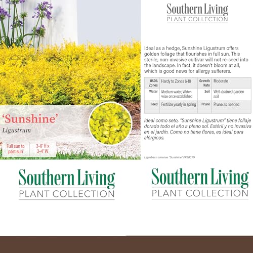 Southern Living Sunshine Ligustrum 2 Gallon