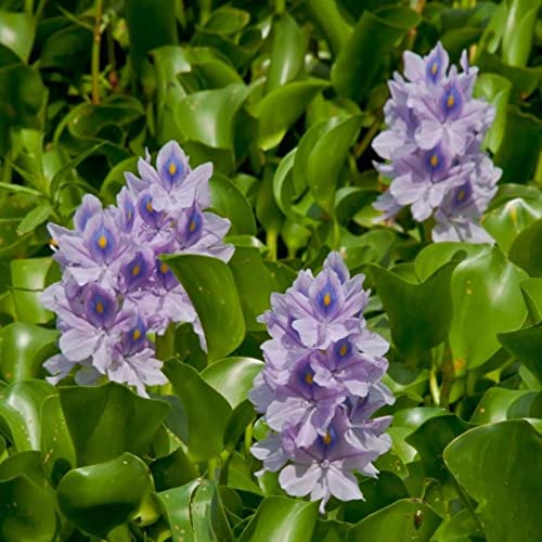 Bundle of 3 Water Hyacinth Floating Pond Plants Live Aquatic Plant Great for Koi Ponds Flowering and Fast Growing Hyacinths CANNOT SHIP to SOME STATES (3)