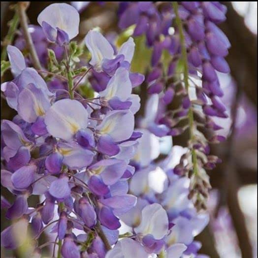 10pcs Japanese Wisteria Floribunda Purple Ornamental Vine Climber Seeds - Exquisite Beauty for Your Garden