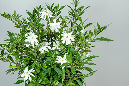 Perfect Plants Frostproof Gardenia Live Plant, 1 Gallon Pot