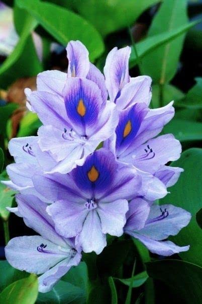 Water Hyacinths Floating Water Garden Plants 15 Live Plants