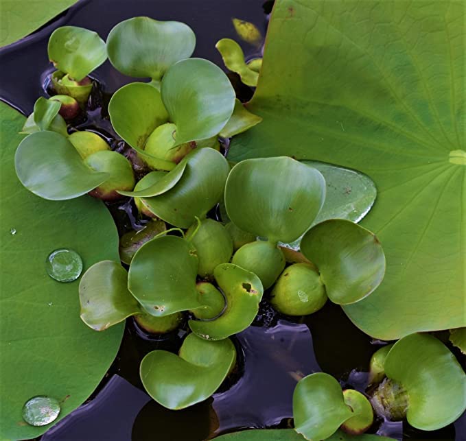 Water Hyacinths Floating Water Garden Plants 15 Live Plants