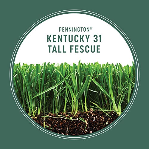 Pennington Kentucky 31 Tall Fescue Penkoted Grass Seed 3 lb, Green