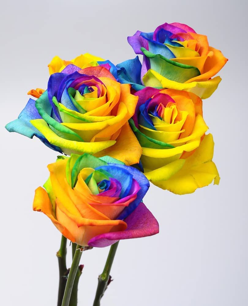 200pcs Rainbow Color Rose Seeds for Planting, Hybrid Rare Rose, Perennial Shrub