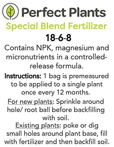 Perfect Plants Frostproof Gardenia Live Plant, 1 Gallon Pot
