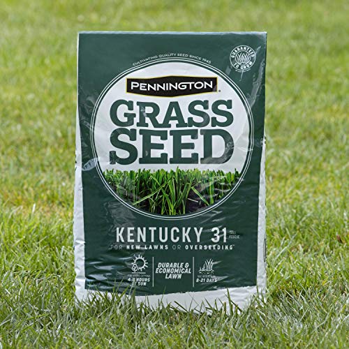 Pennington Kentucky 31 Tall Fescue Penkoted Grass Seed 3 lb, Green