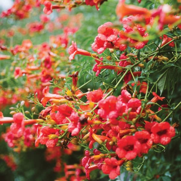 Trumpet Vine - Campsis radicans - 4" Pot with Root 100% survival Guaranteed