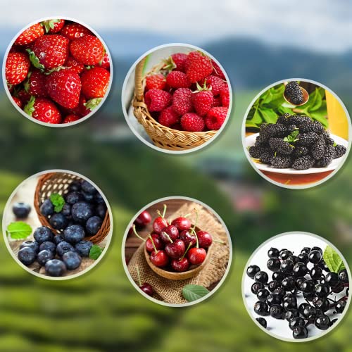 1100pcs Mixed Fruit Seeds Berry Seeds for Planting 200pcs Strawberry 200pcs Raspberry 200pcs Mulberry 200pcs Blueberry 200pcs Elderberry 10pcs Cherry - Individually Packaged