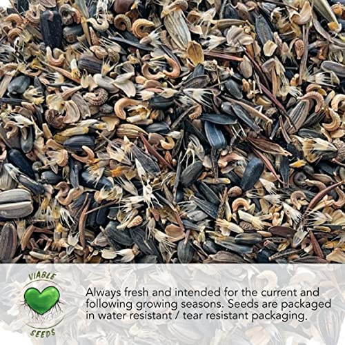 Seed Needs, 10,000+ Common Dandelion Herb Seeds for Planting (Taraxacum officinale) - Non-GMO - Bulk