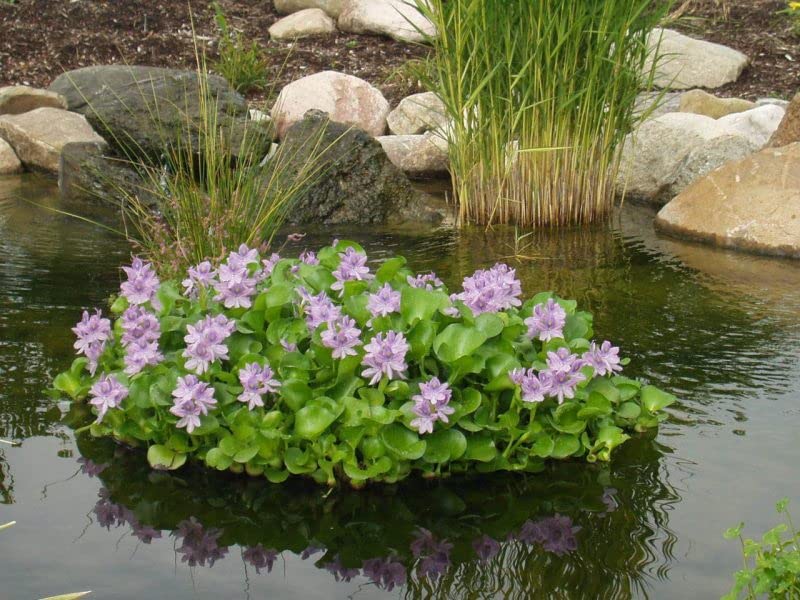 Water Hyacinths Floating Water Garden Plants 15 Live Plants