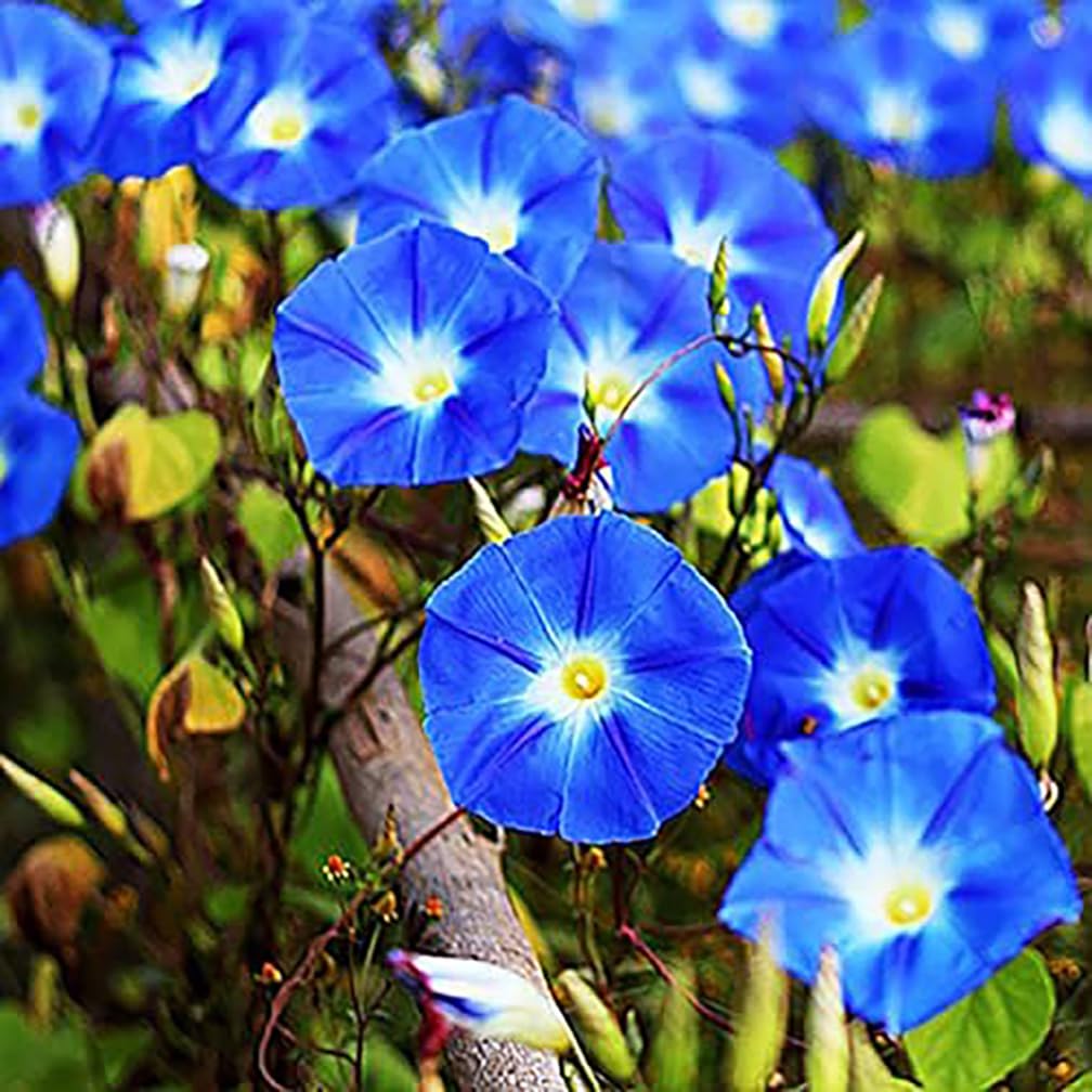 250 Heavenly Blue Morning Blooming Vine Seeds - Wonderful Climbing Heirloom Vine - Non GMO and Neonicotinoid Seed. Marde Ross & Company