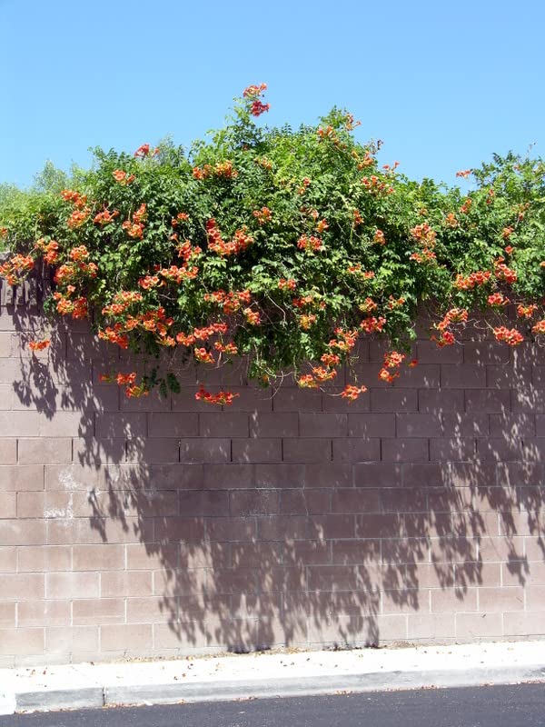 Trumpet Vine - Campsis radicans - 4" Pot with Root 100% survival Guaranteed