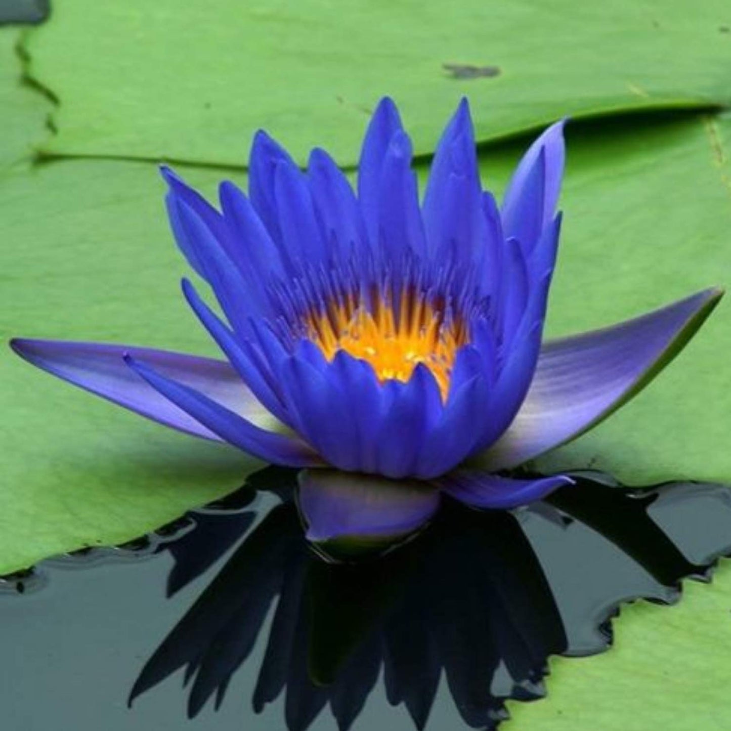 Planterest - Nymphaea King Blue Hardy Water Lily Rhizome Live Aquarium Plant BUY2GET1FREE …