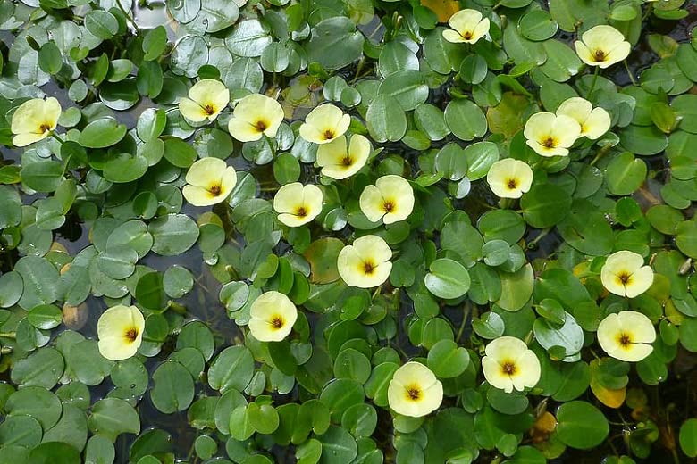 Golden Water Poppies (Hydrocleys Nymphoides) - Easy Live Pond Plants