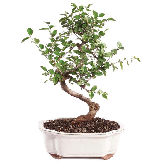 Brussel's Bonsai Live Chinese Sweet Plum Indoor Bonsai Tree - 5 Years Old 6" to 10" Tall with Decorative Container,