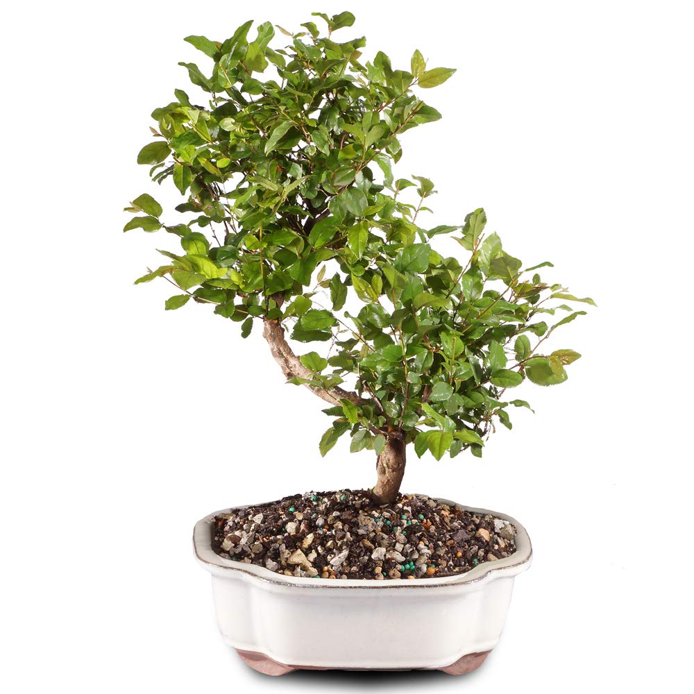 Brussel's Bonsai Live Chinese Sweet Plum Indoor Bonsai Tree - 5 Years Old 6" to 10" Tall with Decorative Container,