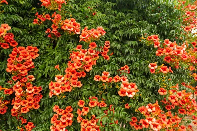 Trumpet Vine - Campsis radicans - 4" Pot with Root 100% survival Guaranteed