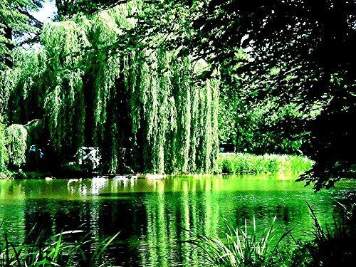 2 Golden Weeping Willow Trees - Ready to Plant - Live Plants - Beautiful Arching Canopy