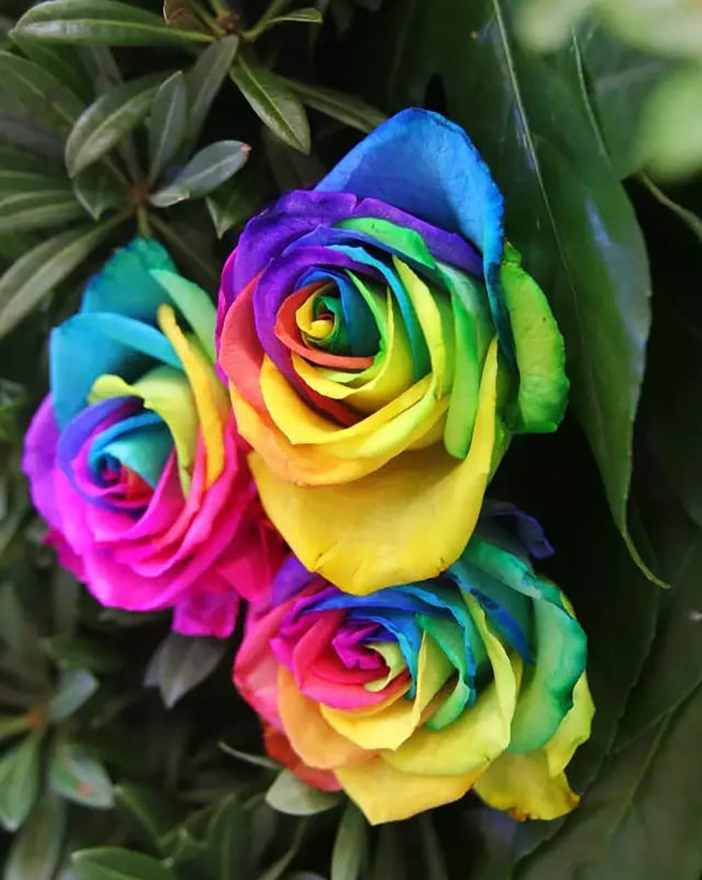 200pcs Rainbow Color Rose Seeds for Planting, Hybrid Rare Rose, Perennial Shrub